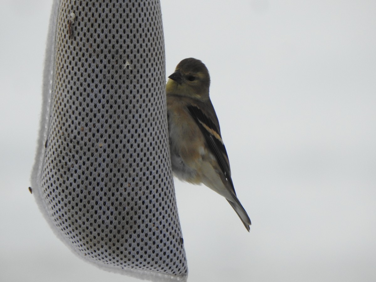 Altın İskete - ML646989381