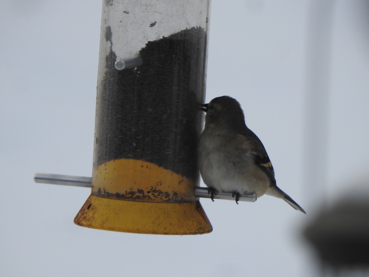 Altın İskete - ML646989382