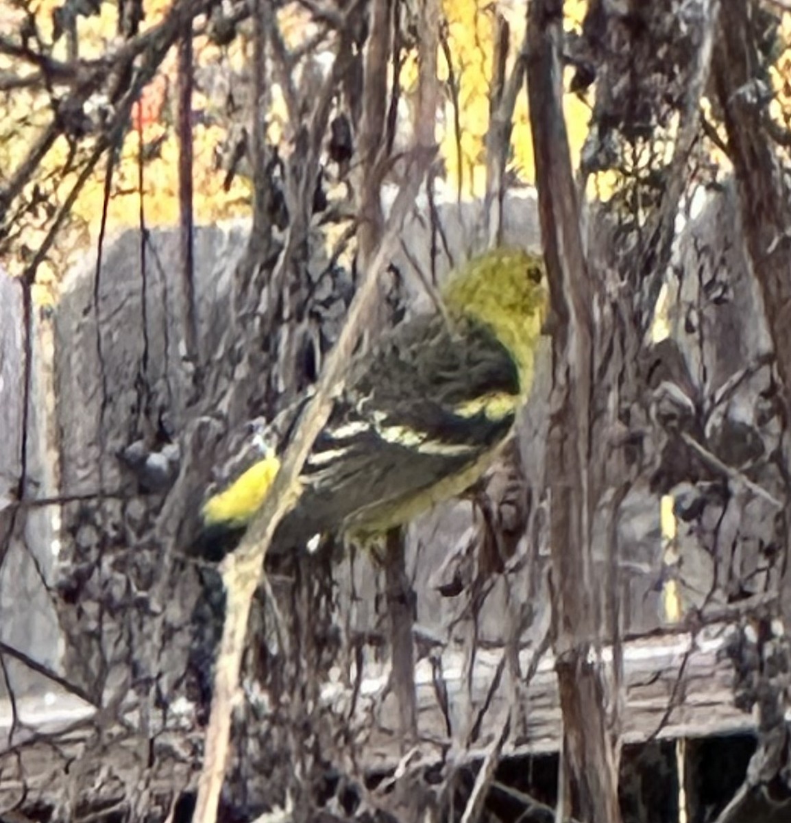 Kiefernkardinal - ML646989385