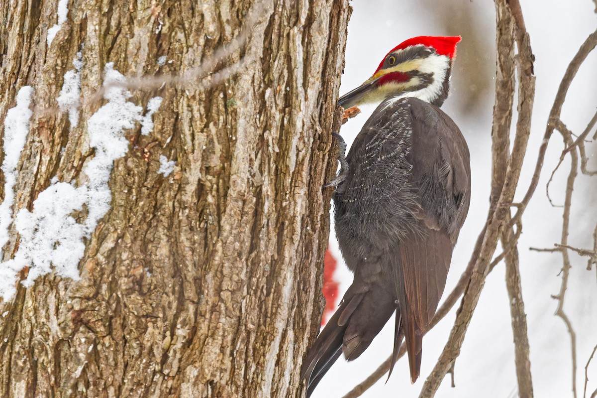 Хохлатая желна - ML646989386