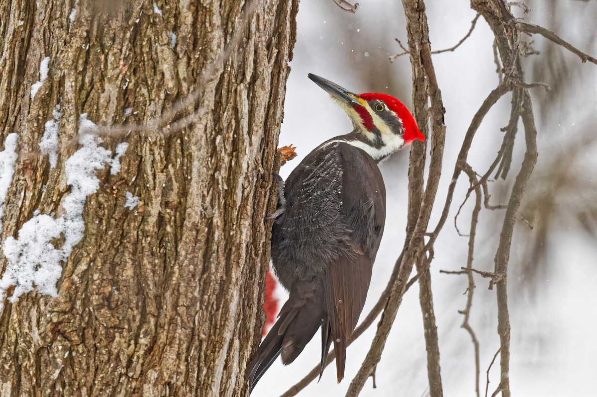 Хохлатая желна - ML646989387