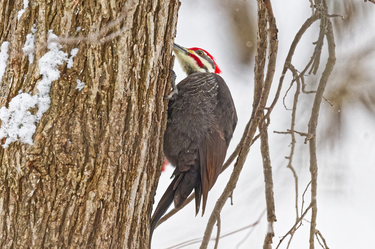 Хохлатая желна - ML646989388