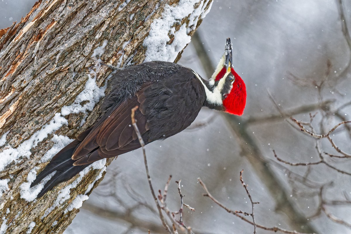 Хохлатая желна - ML646989389