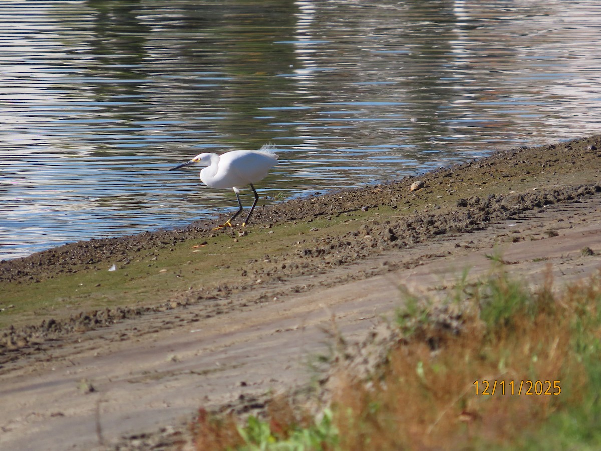 ユキコサギ - ML646989390