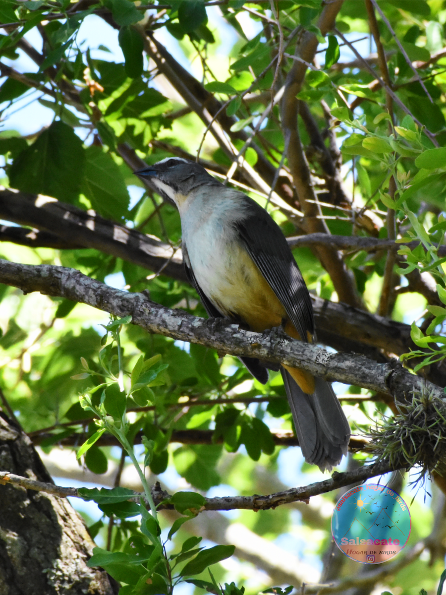 Bluish-gray Saltator - ML646989401