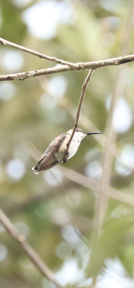 Ruby-throated Hummingbird - ML646989402