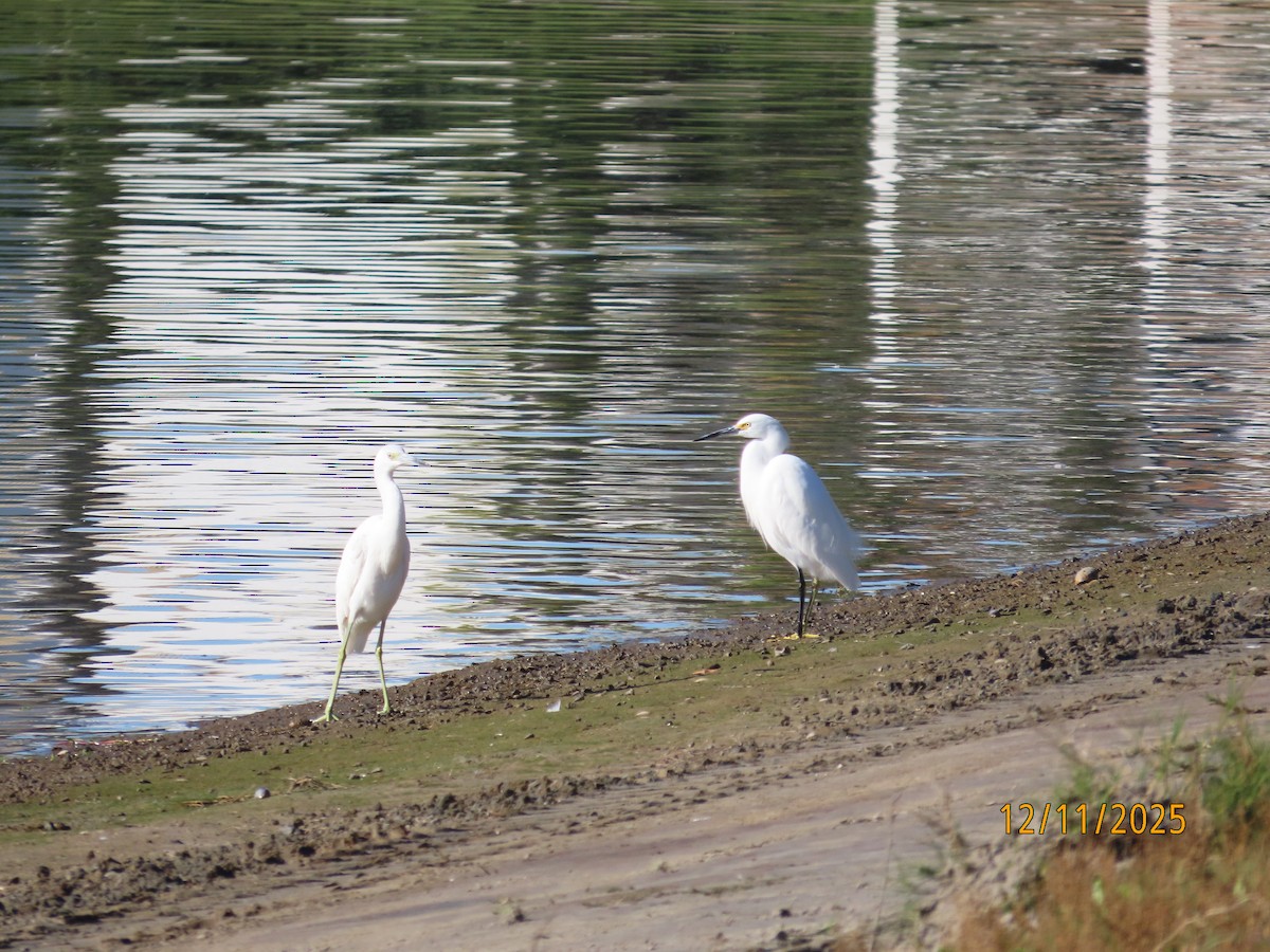 ユキコサギ - ML646989406