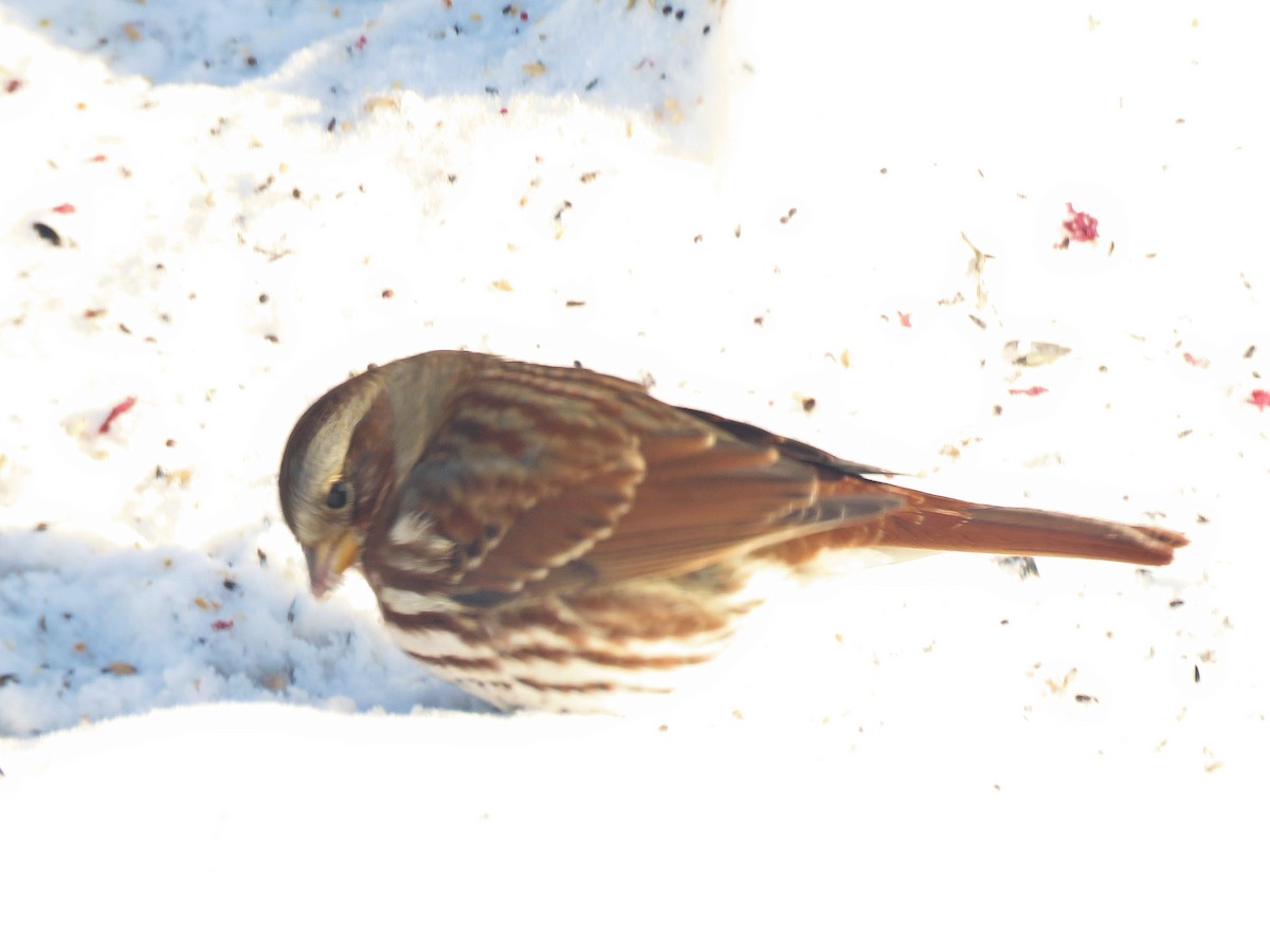 strnadec kaštanový - ML646989407