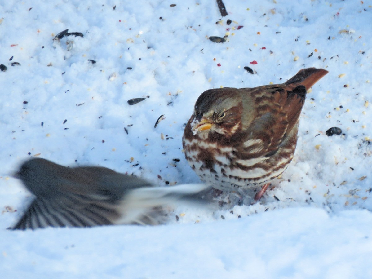 strnadec kaštanový - ML646989408