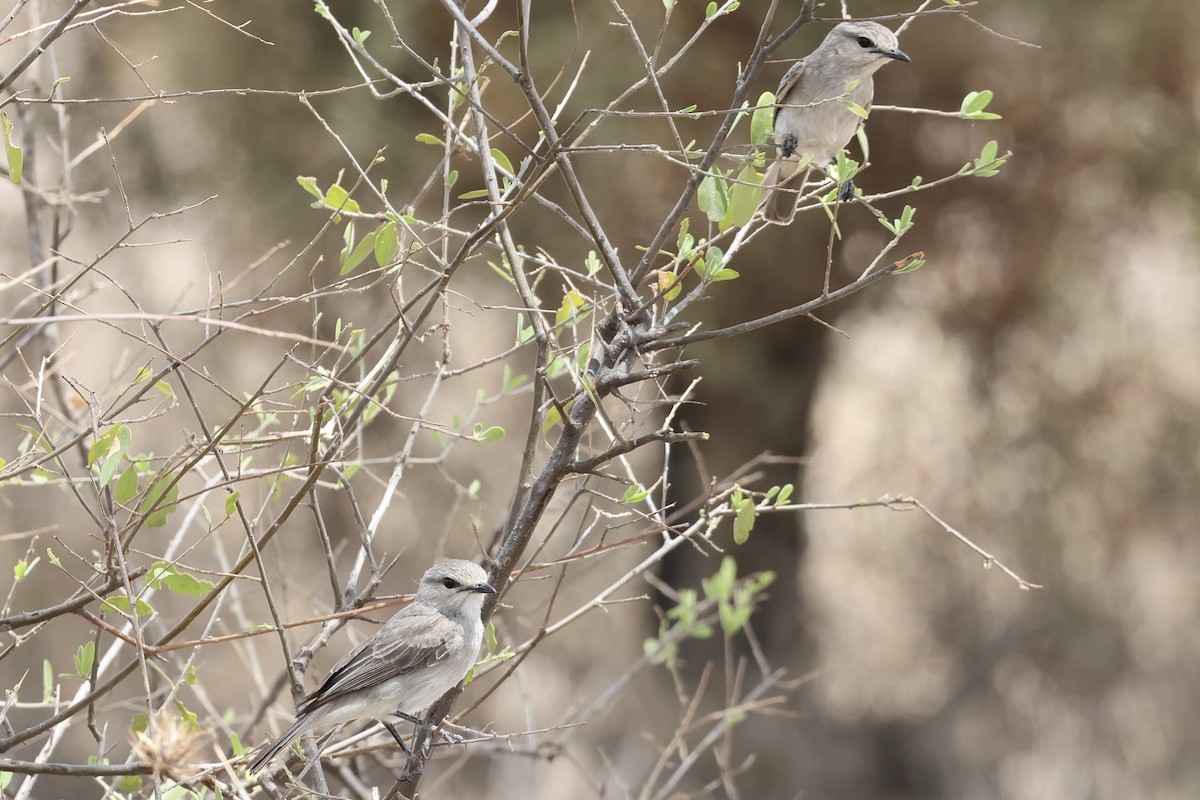 African Gray Flycatcher - ML646989411