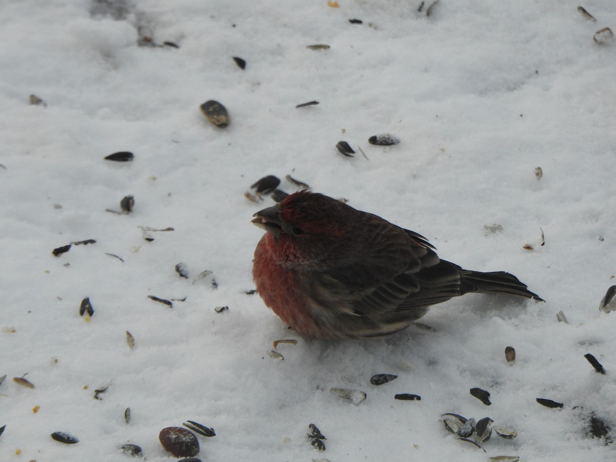 Ev Çütresi - ML646989413