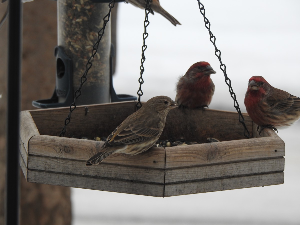 Ev Çütresi - ML646989414