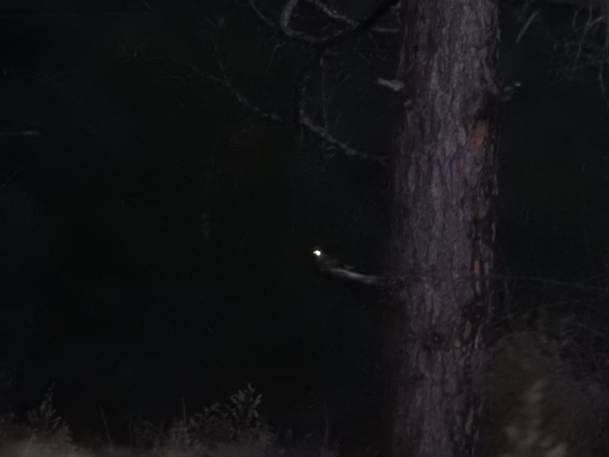 Eastern Whip-poor-will - ML646989420