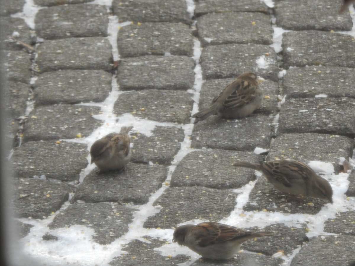 Serçe - ML646989428