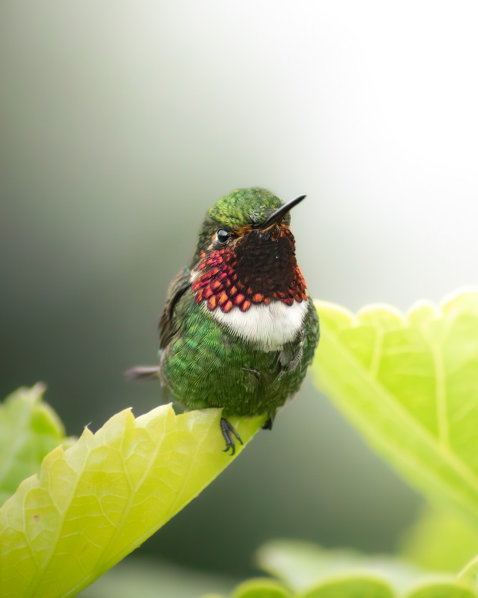 Rufous-shafted Woodstar - ML646989431