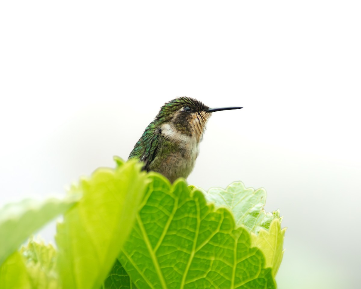 Rufous-shafted Woodstar - ML646989433