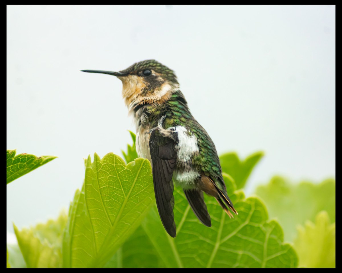 Rufous-shafted Woodstar - ML646989437