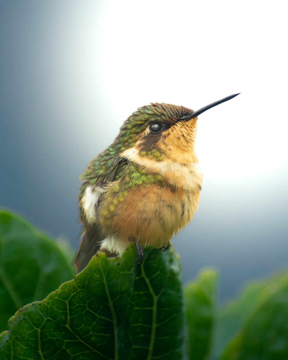 Rufous-shafted Woodstar - ML646989438