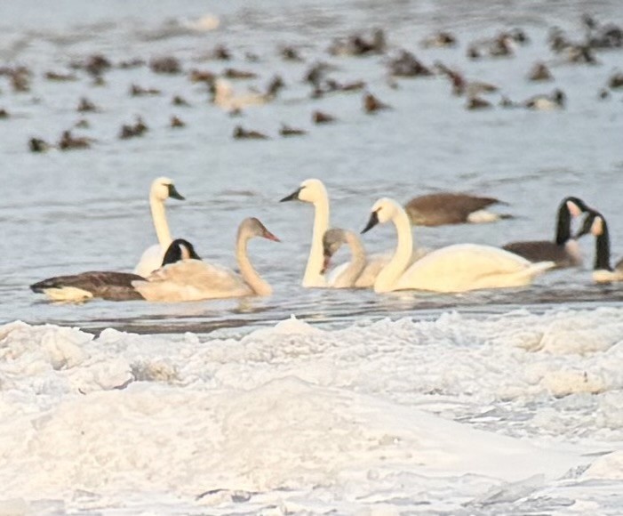 Cisne Chico - ML646989439