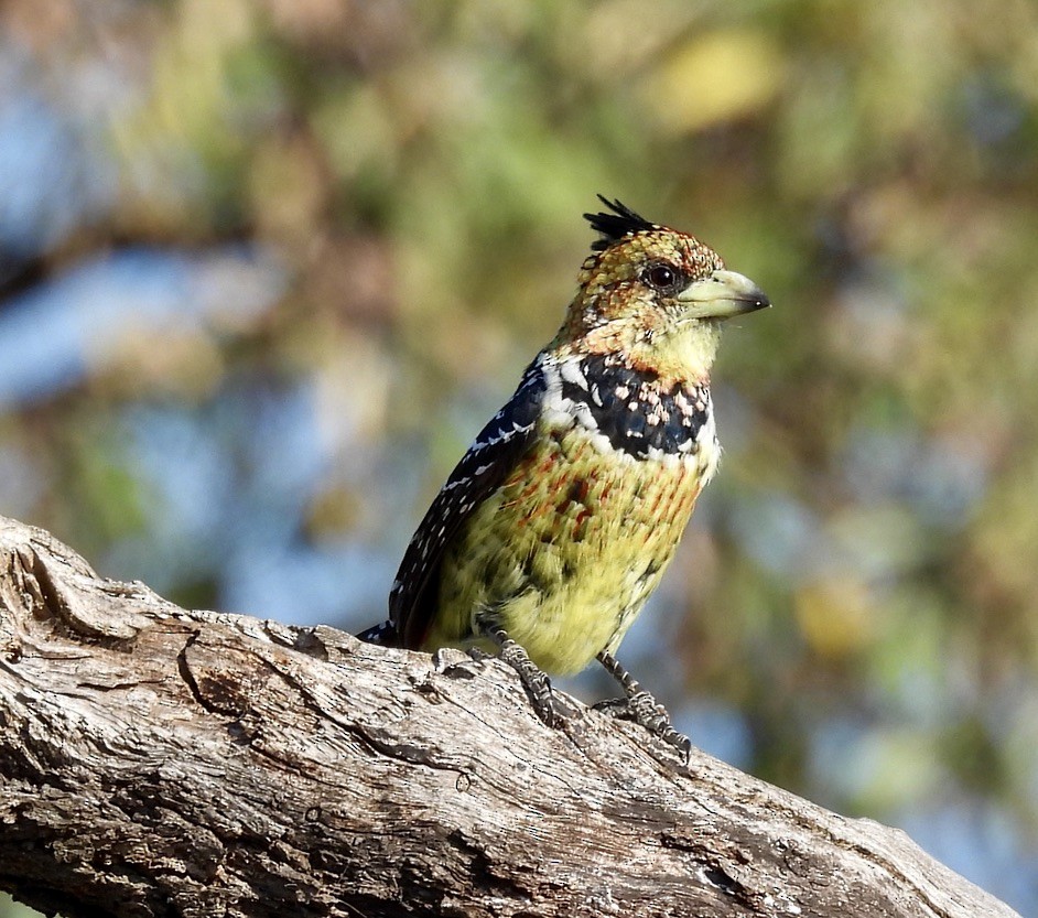 Crested Barbet - ML646989440