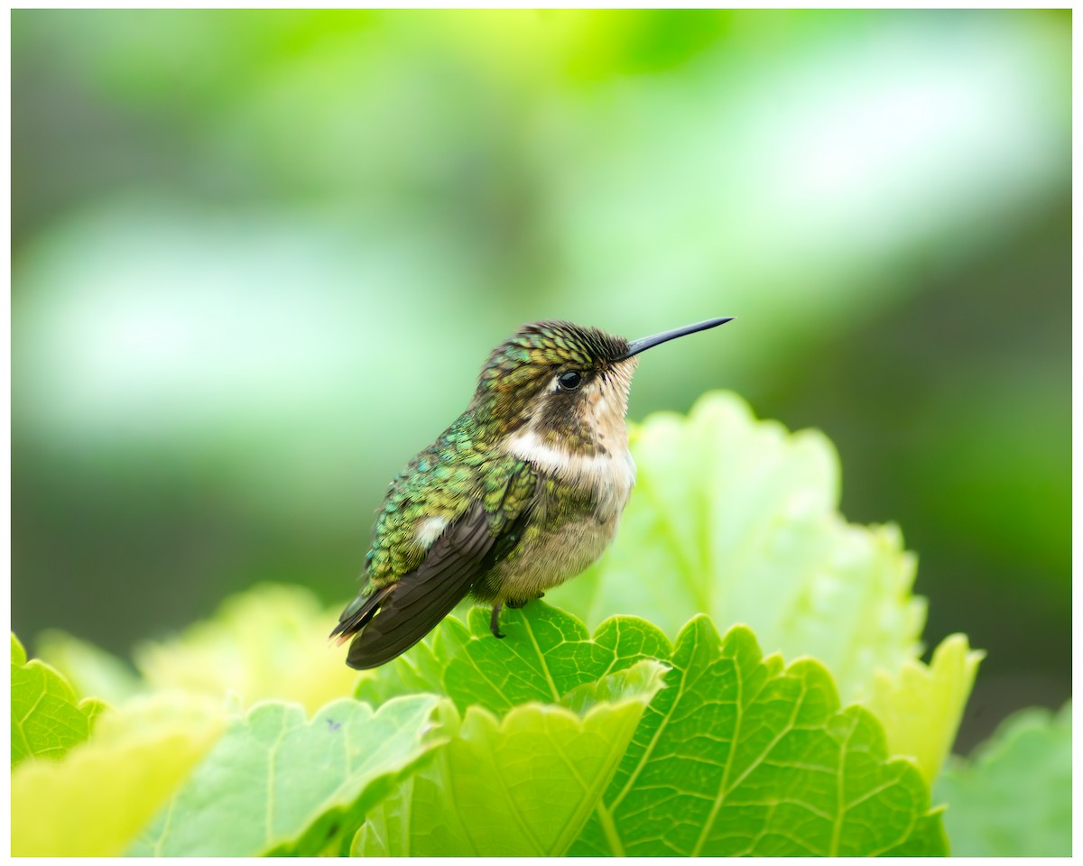 Rufous-shafted Woodstar - ML646989441