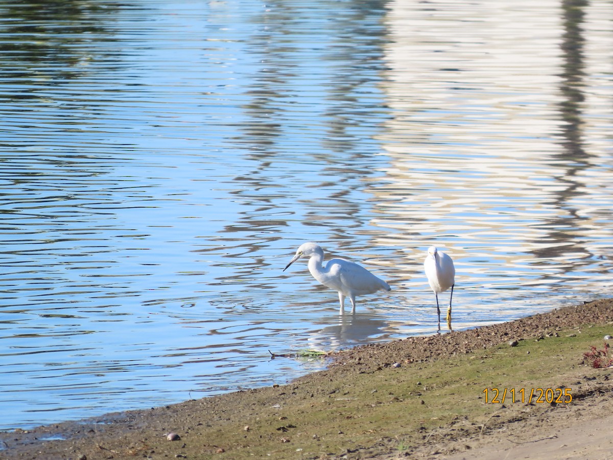 ユキコサギ - ML646989442