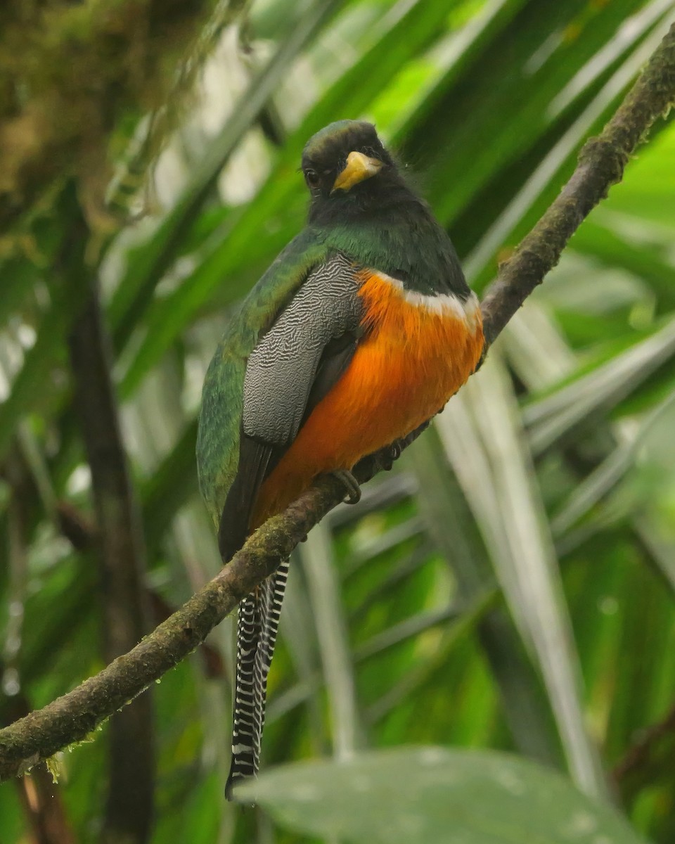 Collared Trogon (Orange-bellied) - ML646989444