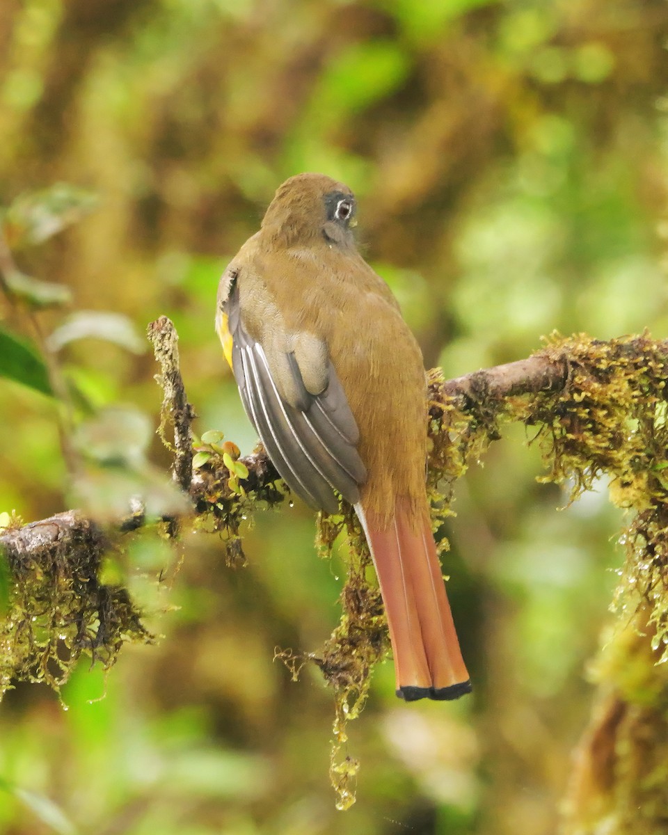 Collared Trogon (Orange-bellied) - ML646989445