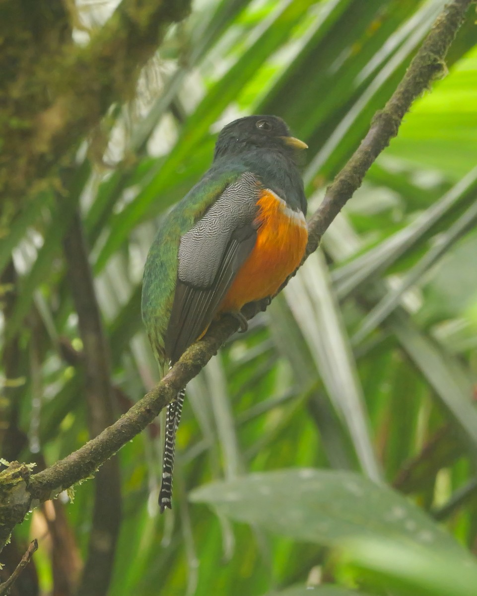 Collared Trogon (Orange-bellied) - ML646989447