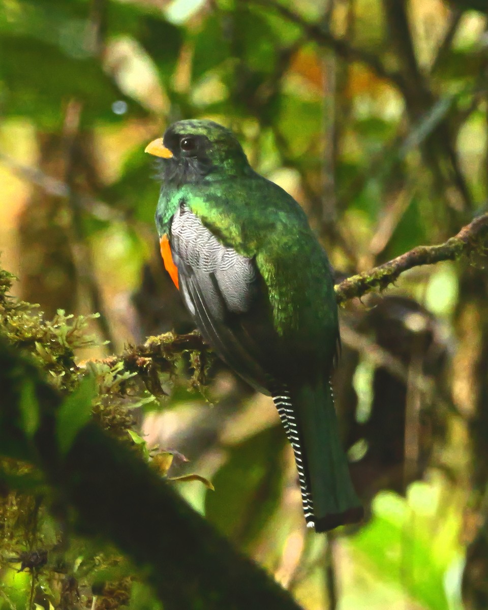 Collared Trogon (Orange-bellied) - ML646989448