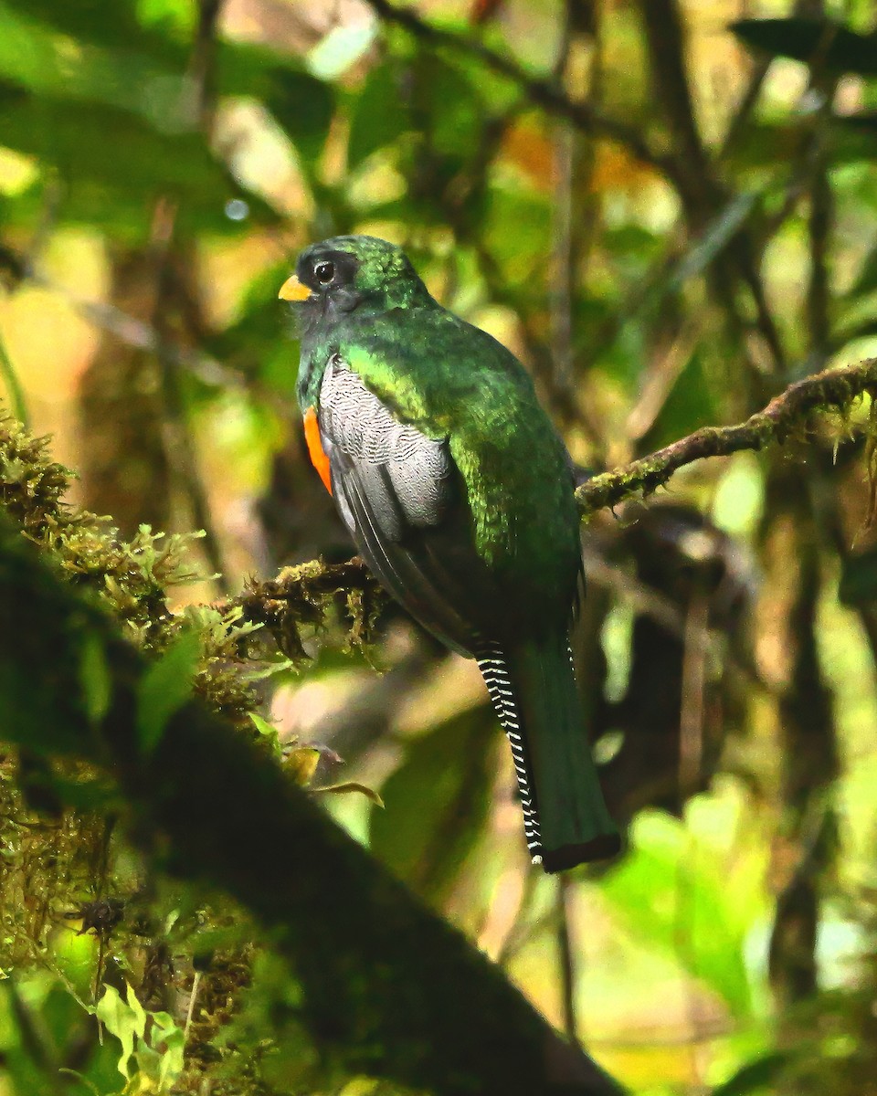 Collared Trogon (Orange-bellied) - ML646989449