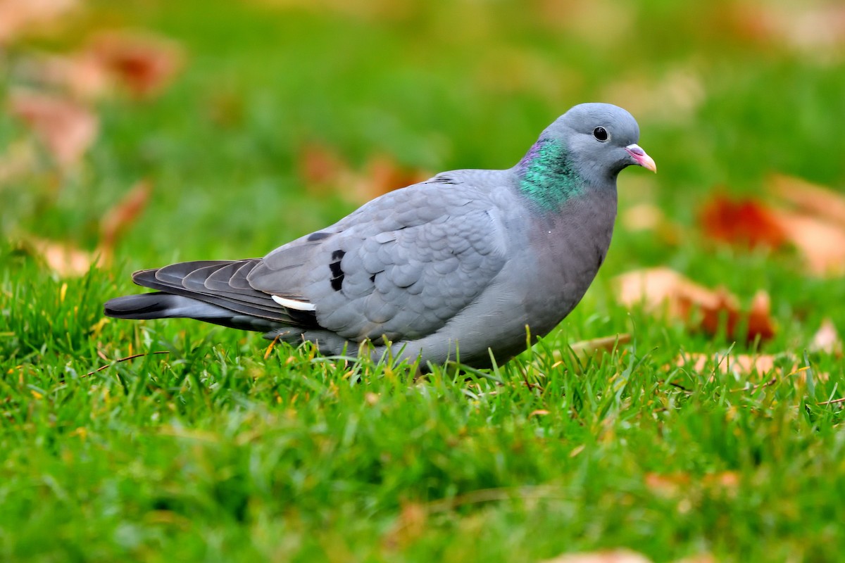 Stock Dove - ML646989450