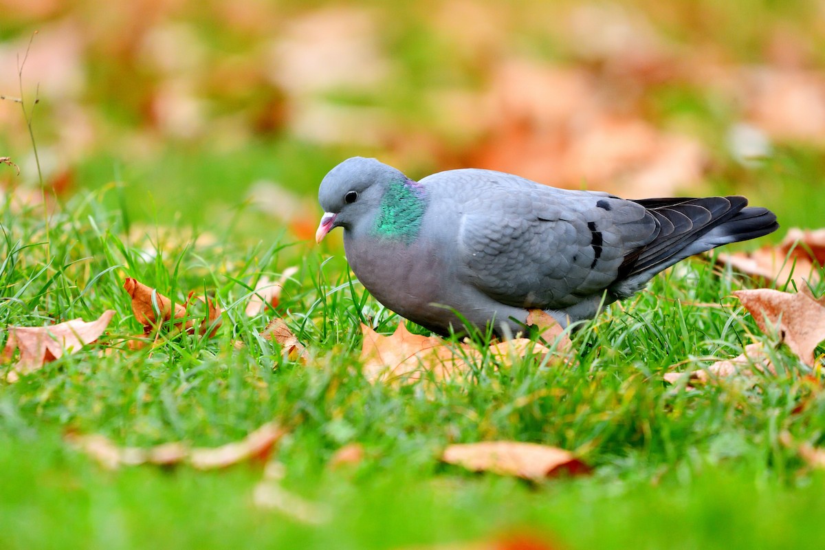 Stock Dove - ML646989451