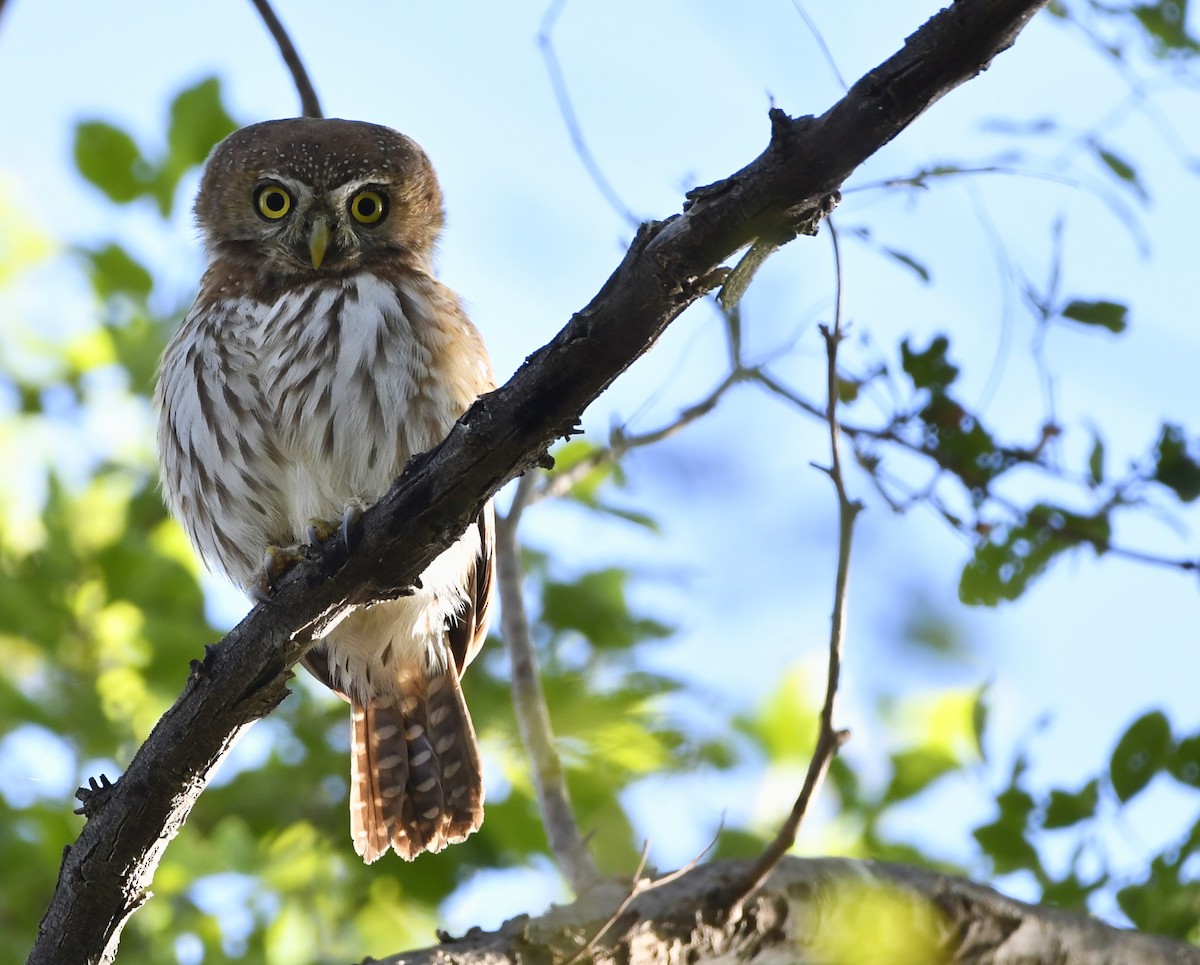 Pearl-spotted Owlet - ML646989452