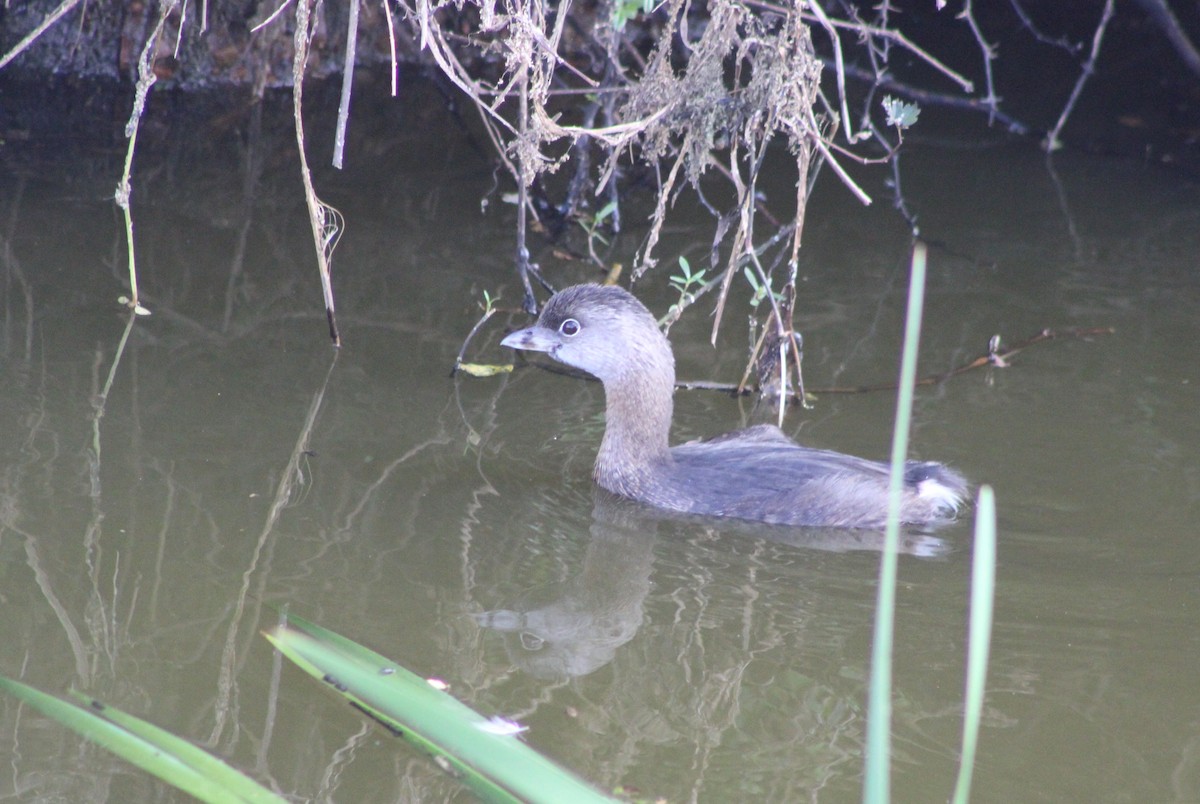 Bindentaucher - ML646989454