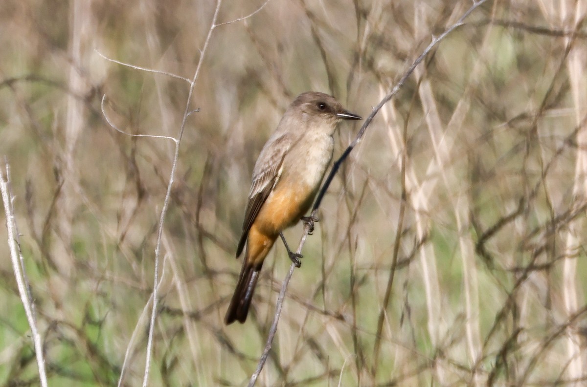 Zimtbauch-Phoebetyrann - ML646989458