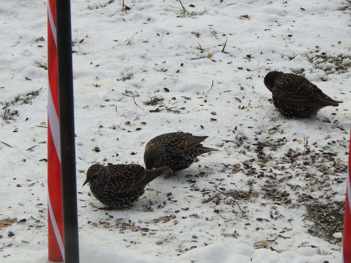 Sığırcık - ML646989459