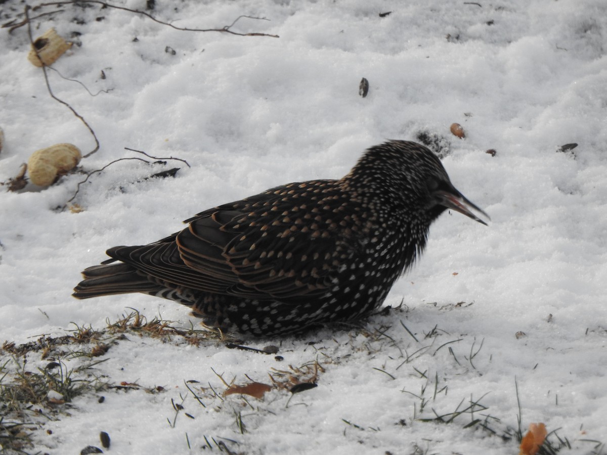 Sığırcık - ML646989460