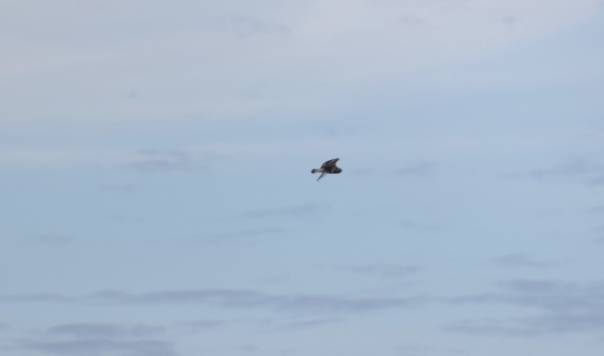 Rough-legged Hawk - ML646989464