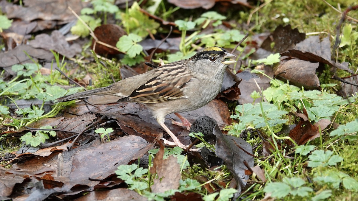 Бруант чорнобровий - ML646989465