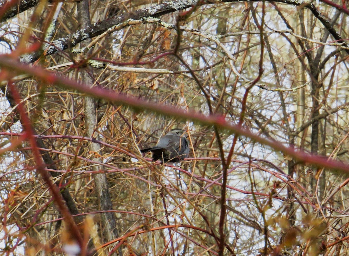 ימימן אמריקני - ML646989467
