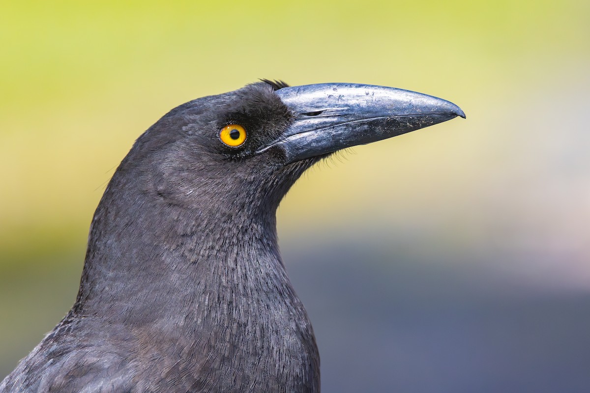 tasmankurrawong - ML646989468