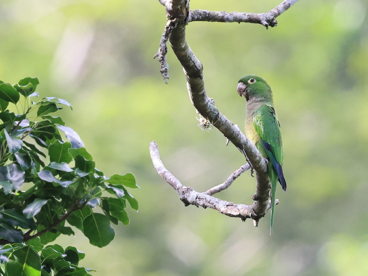 Аратинга ямайський - ML646989469