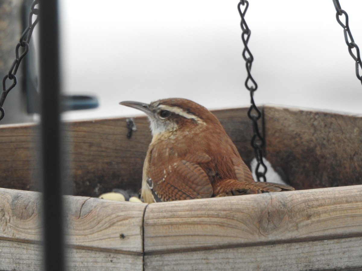 Karolina Çıtkuşu - ML646989471