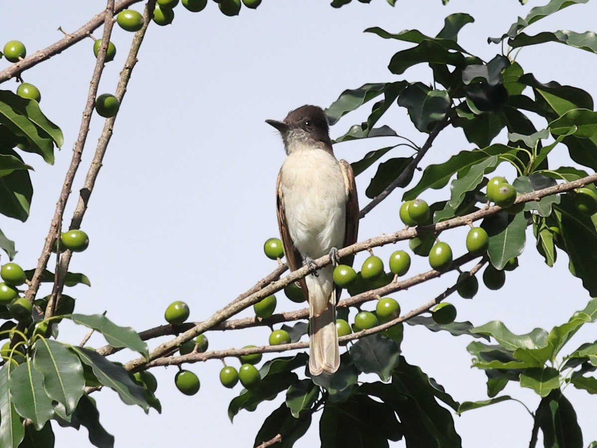 Тиран темноголовий (підвид gabbii) - ML646989474