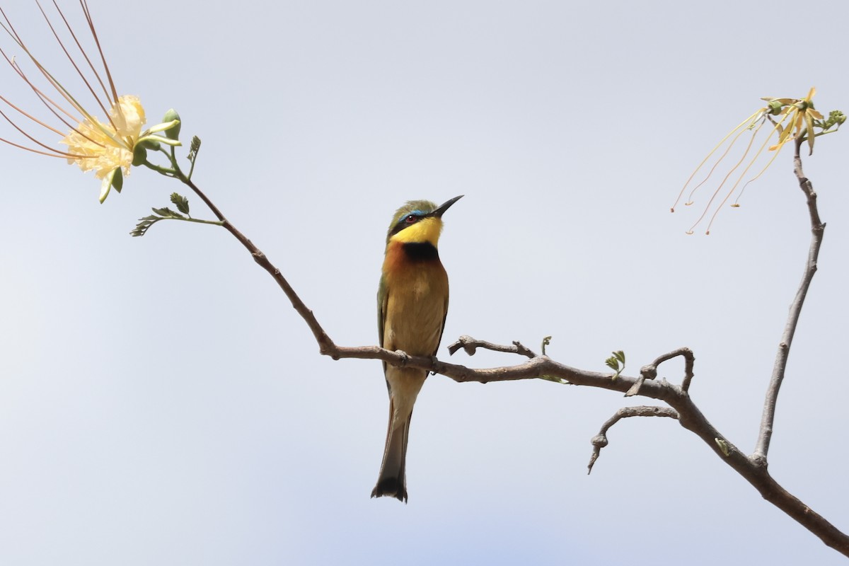 Little Bee-eater - ML646989477
