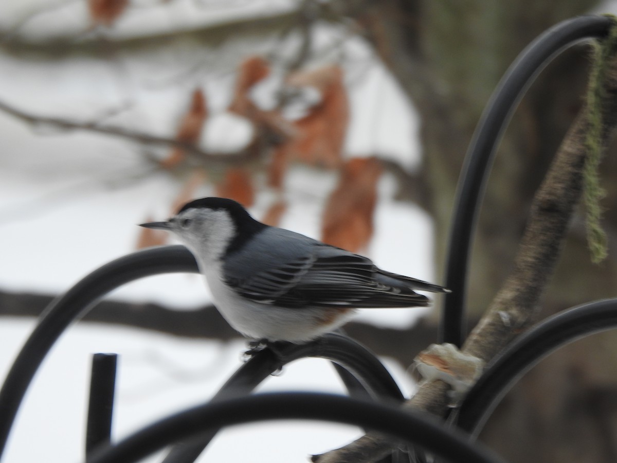 Beyaz Göğüslü Sıvacı - ML646989481