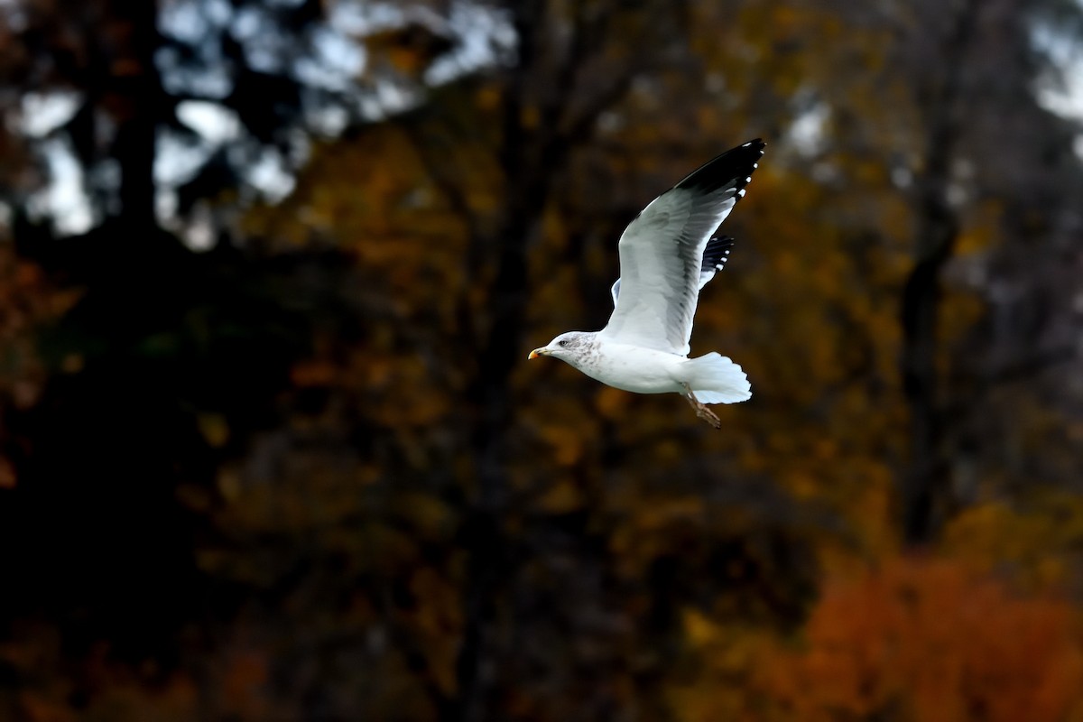 Lesser Black-backed Gull - ML646989483