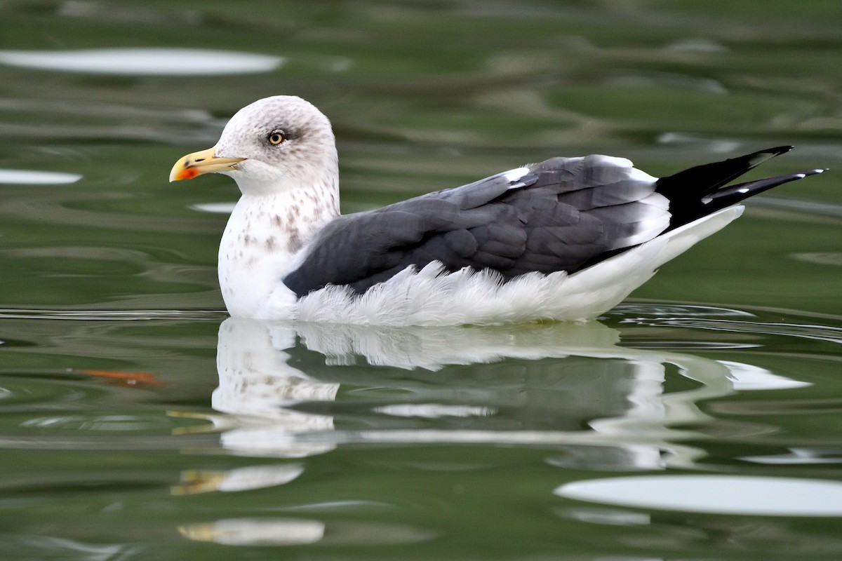 Lesser Black-backed Gull - ML646989484