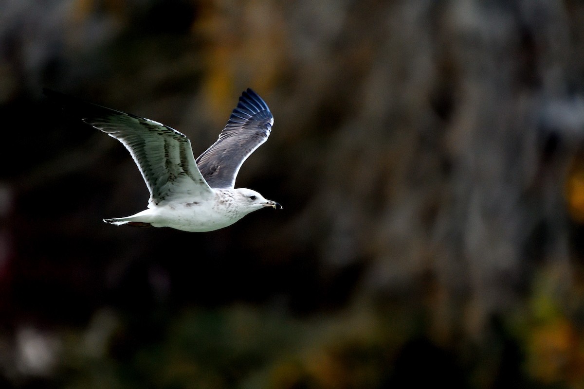 Lesser Black-backed Gull - ML646989485